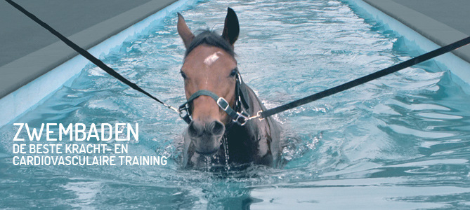 Aquine maakt zwembaden voor paarden.